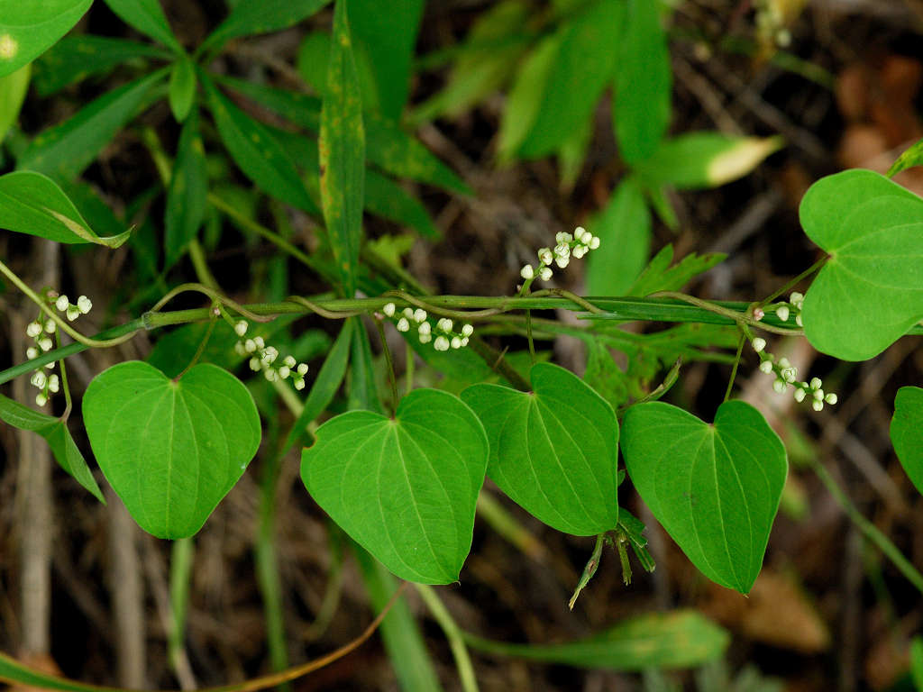 12.08.09.  (hata-gre)