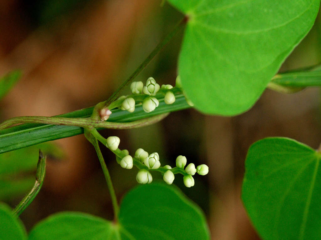 12.08.09.  (hata-gre)